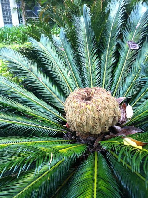 鐵樹品種|蘇鐵 Cycas revoluta Thunb